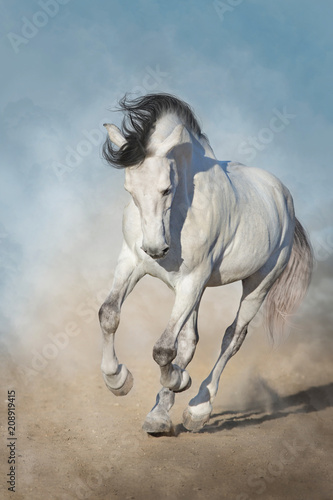 White horse run gallop in desert dust against blue sky