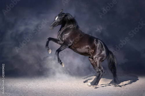 Black stallion rearing up in dark background