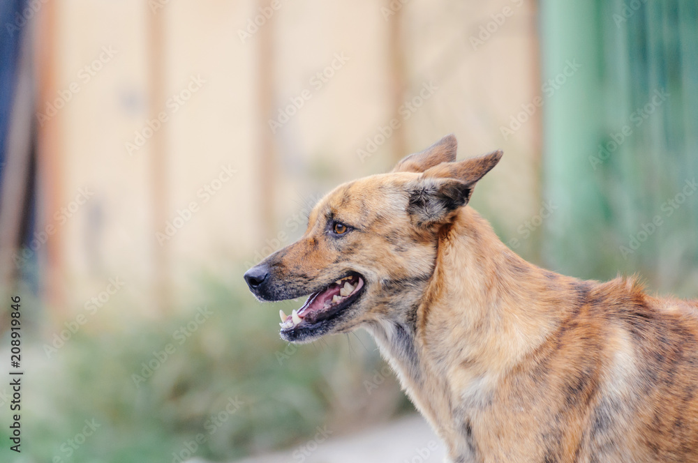 Dog is scared something Dog is scared something