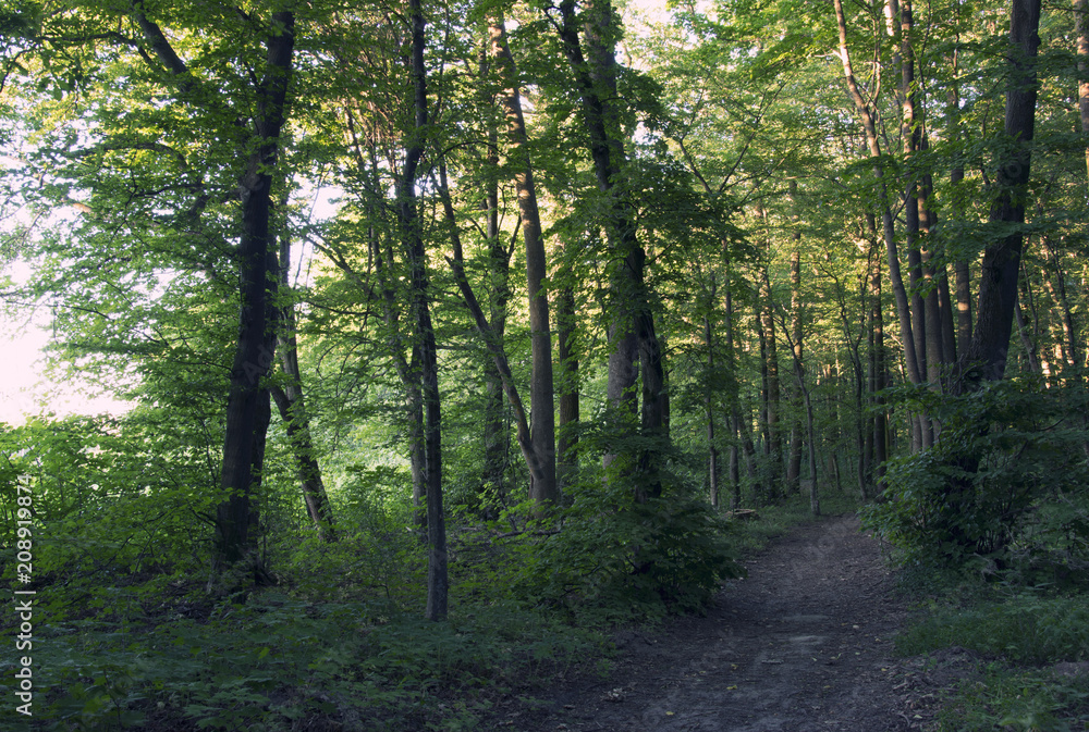 Trail in the summer evening forest. Walk and outdoor recreation.