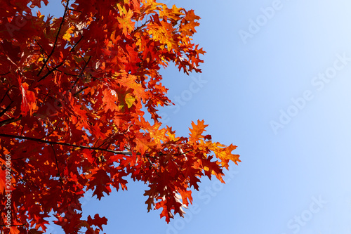 Autumn red oak leaves background.