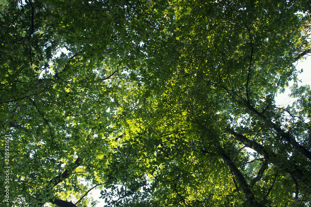 Green leaves and branches in the summer forest Green leaves and branches in the summer forest