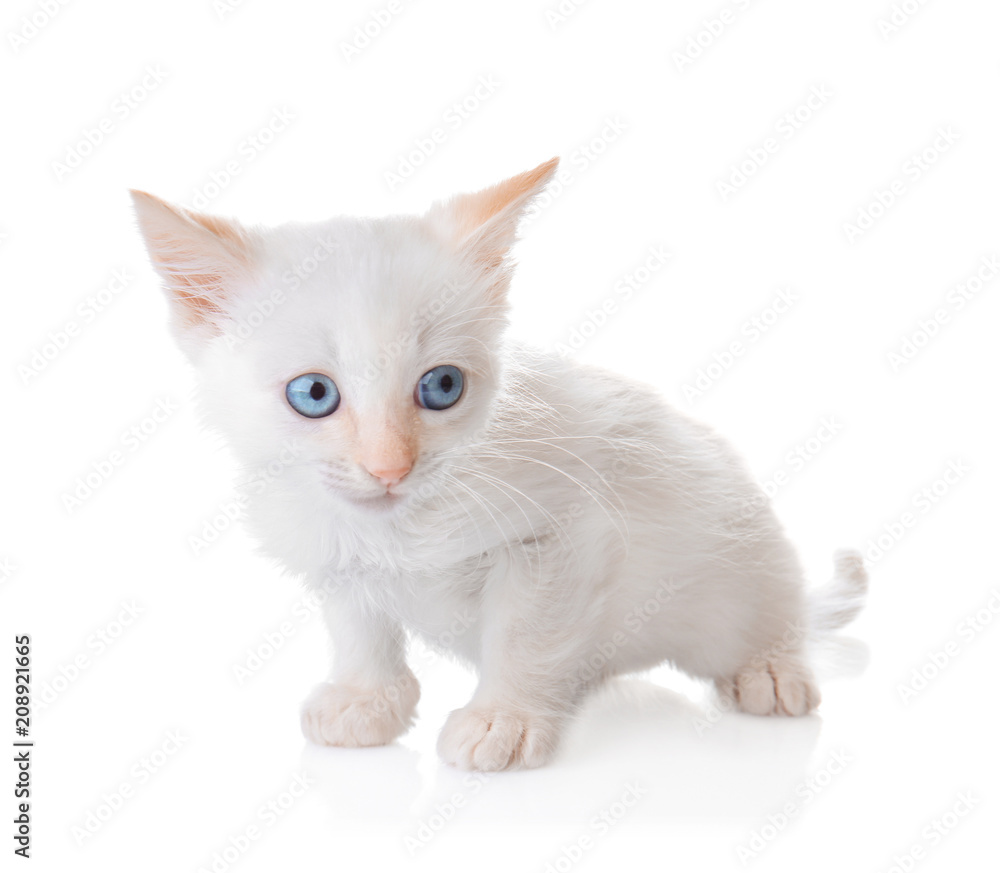 Funny small kitten on white background