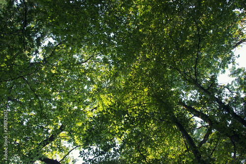 Green leaves and branches in the summer forest