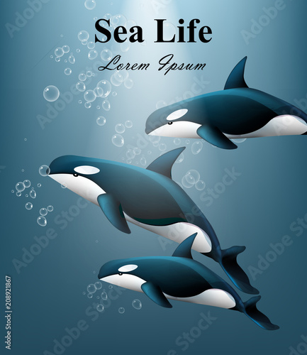 Whales under water Vector. Sea life beautiful backgrounds