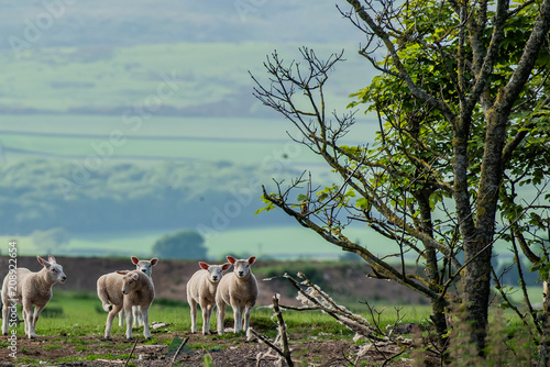 sheep in a field with hills in the background © stuart