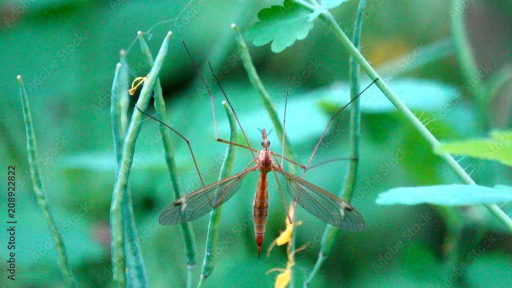big mosquito on a green background big mosquito on a green background