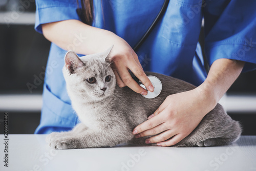 Girl veterinarian in blue dressing gown