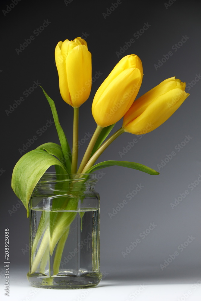 Three yellow tulips./Three yellow tulips in a glass jar. Three yellow tulips./Three yellow tulips in a glass jar.