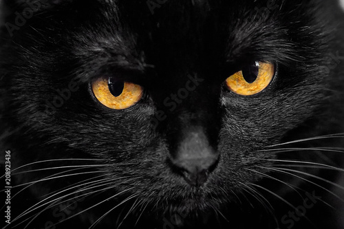 черная кошка лицо крупно
