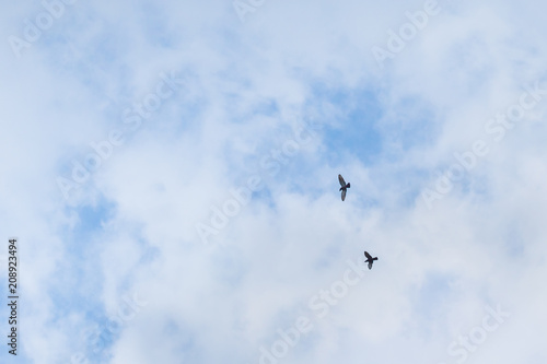 two pigeons fly on a partly cloudy day