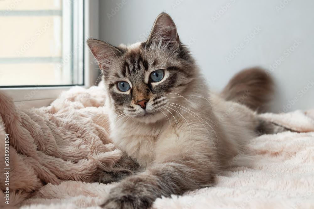 Furry cat of seal lynx point color with blue eyes is playing on a pink blanket near to the window. Furry cat of seal lynx point color with blue eyes is playing on a pink blanket near to the window.