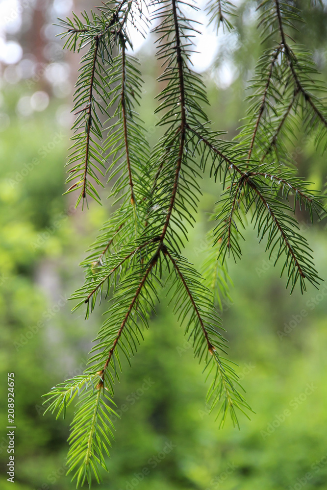 Green fir branch on a light green forest background