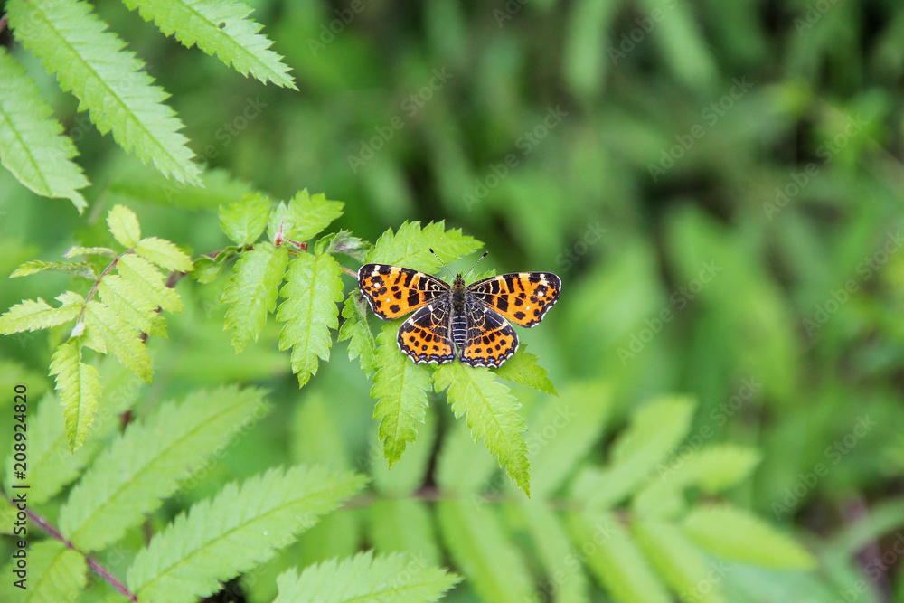 yellow butterfly with dark spots on the green leaves of a tree yellow butterfly with dark spots on the green leaves of a tree