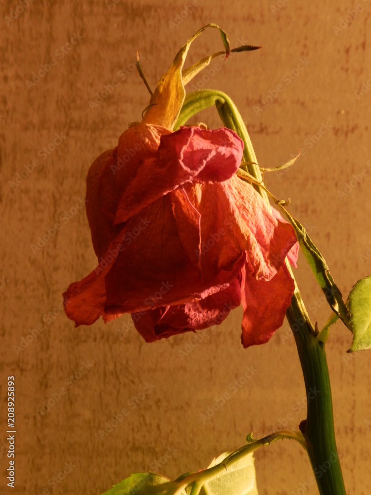 枯れたバラ Stock Photo Adobe Stock