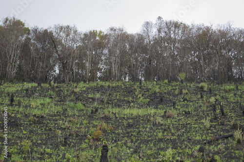 Vászonkép Shifting cultivation on high land.