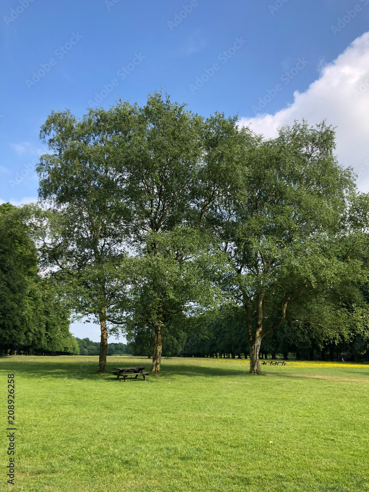 Trees in Summer