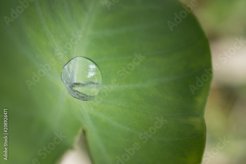 Water on the leaf