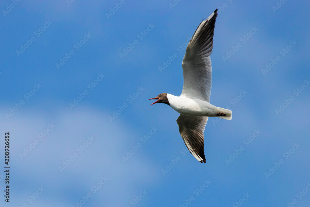 Black-headed gull flying. Cute beautiful elegant white black waterbird. Bird in wildlife. Black-headed gull flying. Cute beautiful elegant white black waterbird. Bird in wildlife.