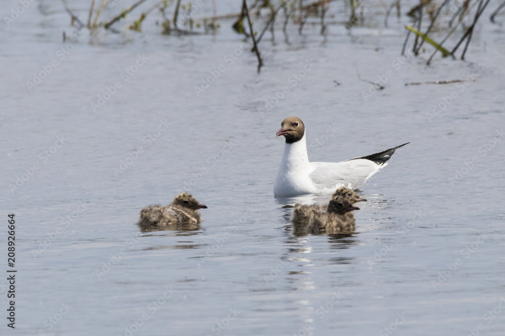 Fototapeta premium Black headed gull family: parent with nestlings. Cute young waterbirds. Birds in wildlife.