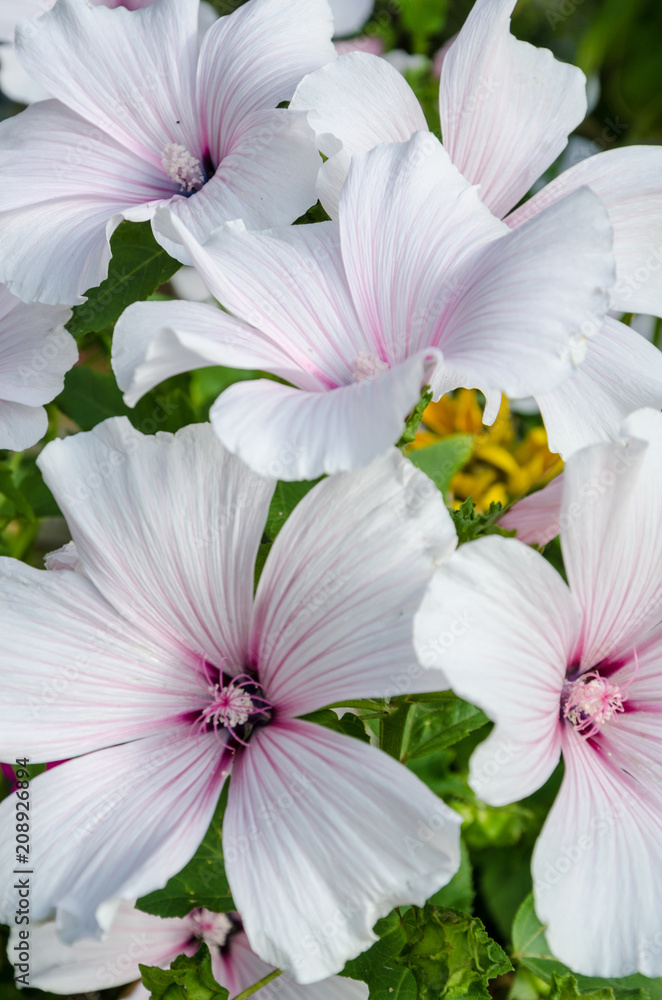 Fototapeta premium Lavatera Trimestris flowers