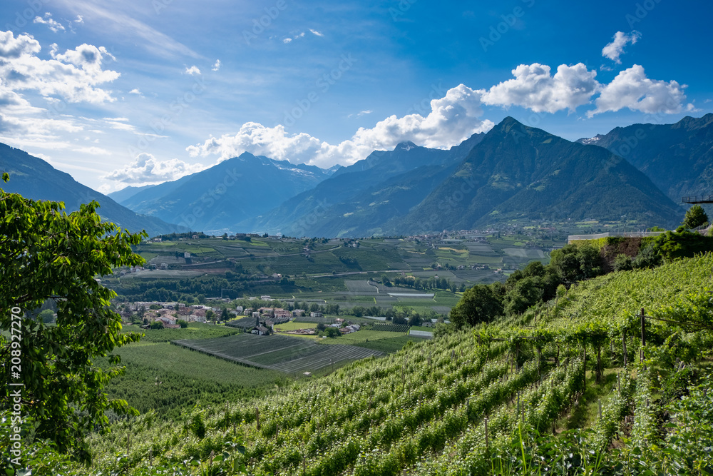 Südtirol Aussicht Weinberge