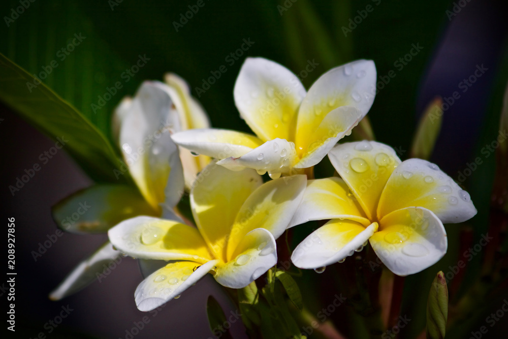 Plumeria flower nature 