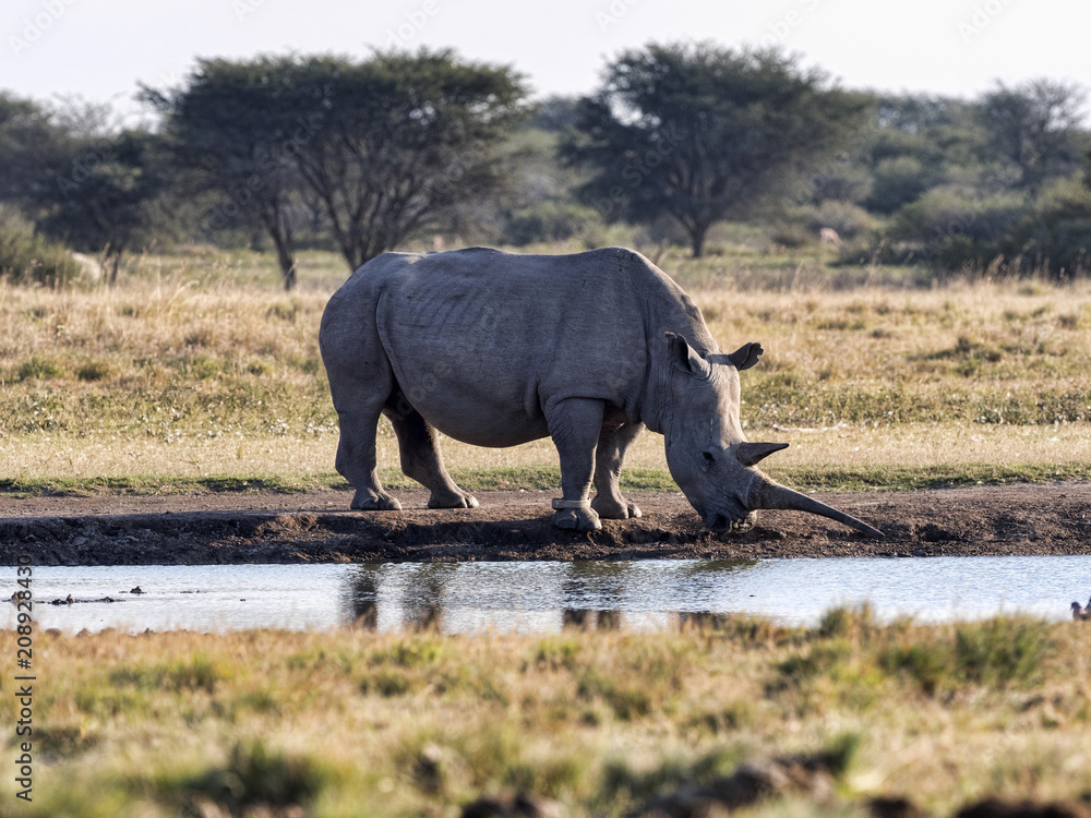 Naklejka premium Southern White rhinoceros, Ceratotherium simum simum, female with baby going to waterhole in Botswana