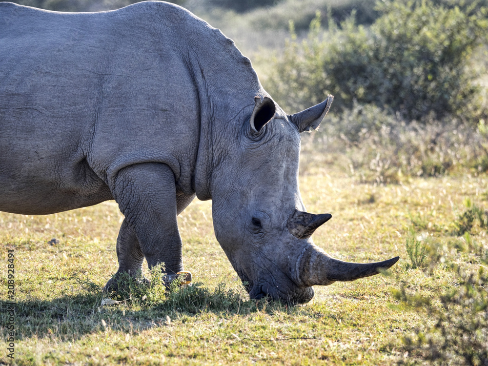 Obraz premium Southern White rhinoceros, Ceratotherium simum simum, on Botswana pasture