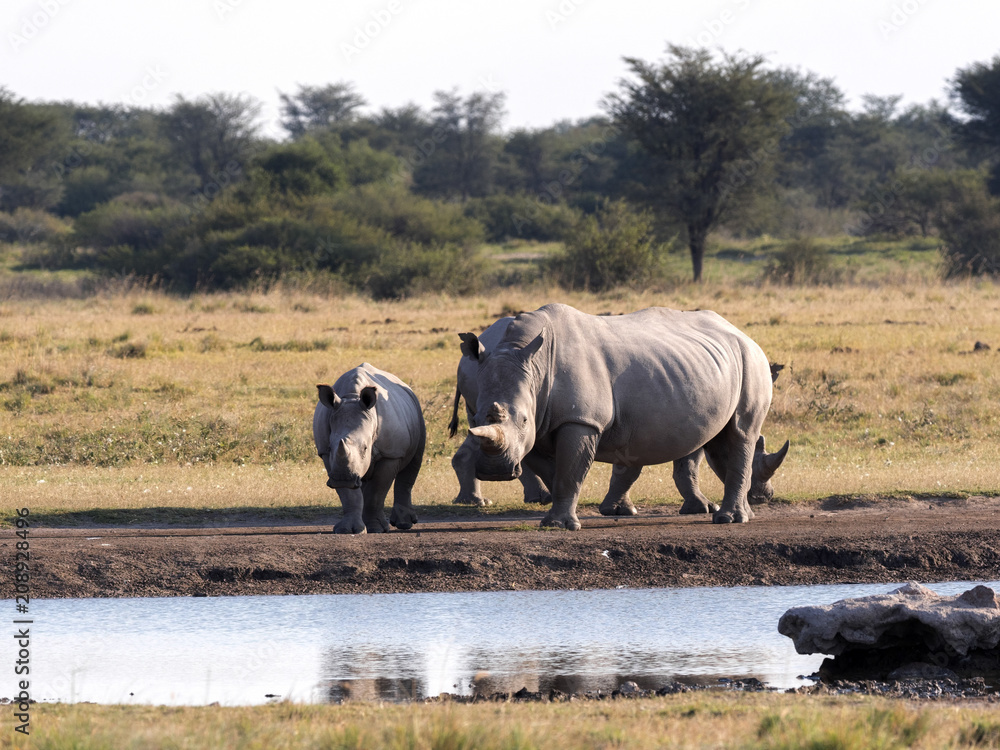 Obraz premium Southern White rhinoceros, Ceratotherium simum simum, at waterhole Botswana