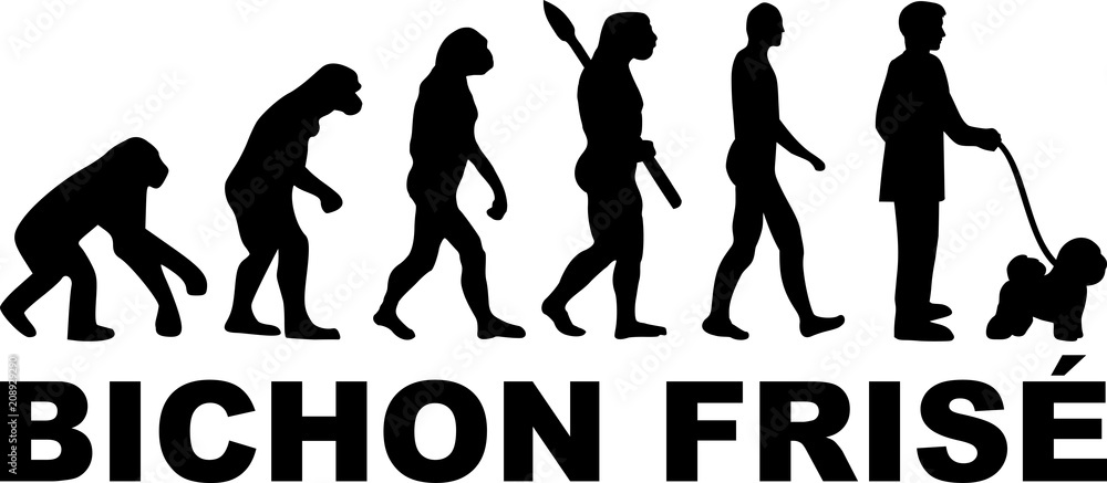 Bichon Frise evolution Bichon Frise evolution