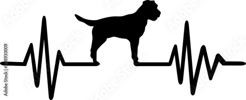 Border Terrier heartbeat
