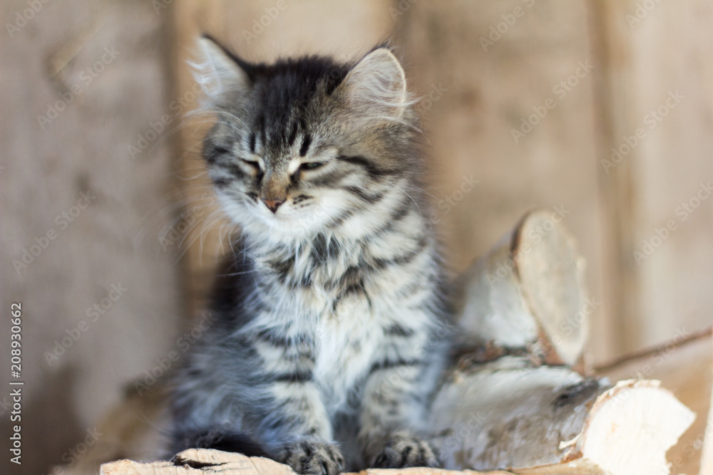 a small beautiful kitten sitting on wood
