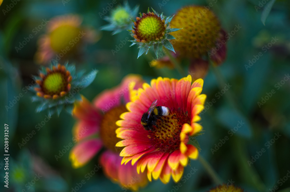 pollination by bees colorful flowers Gaillardia in the garden pollination by bees colorful flowers Gaillardia in the garden