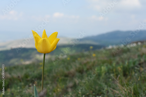 Close-up image of yellow wild tulip - Tulipa Orphanidea - threatened with extinction endemic plant seen in the nature reserve of Golo Bardo Mountain, Bulgaria photo