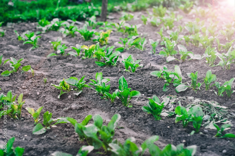 garden bed in the garden, beet leaves, growing vegetables. garden bed in the garden, beet leaves, growing vegetables.