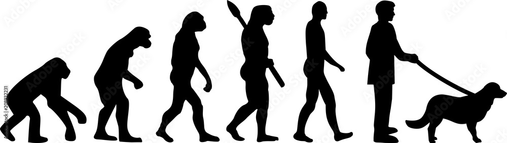 Flat Coated Retriever evolution Flat Coated Retriever evolution