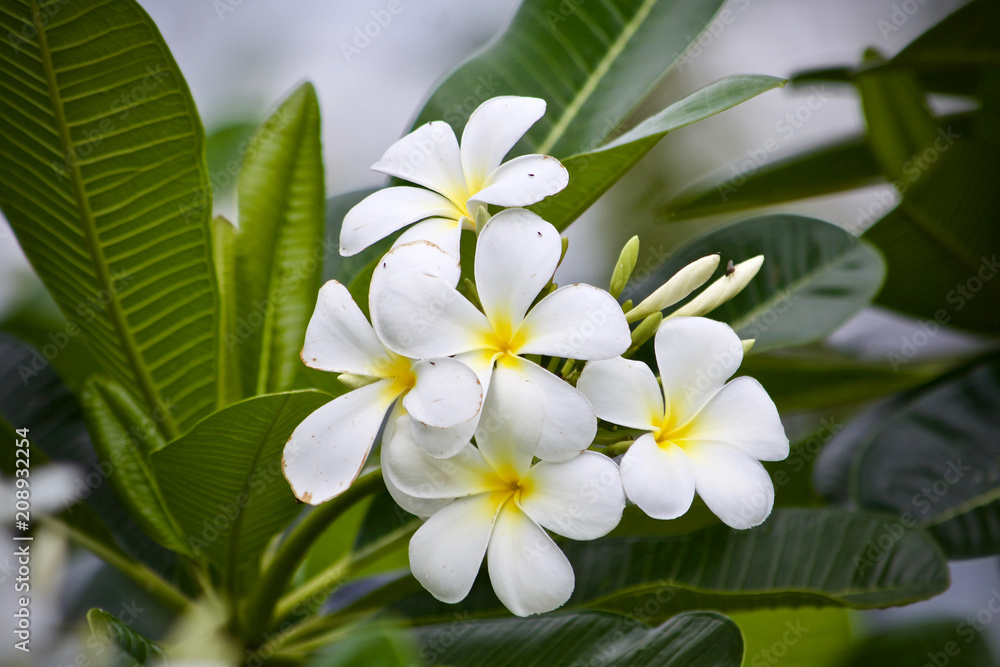 Obraz premium Plumeria flower nature 