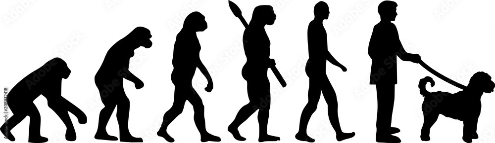 Goldendoodle evolution Goldendoodle evolution