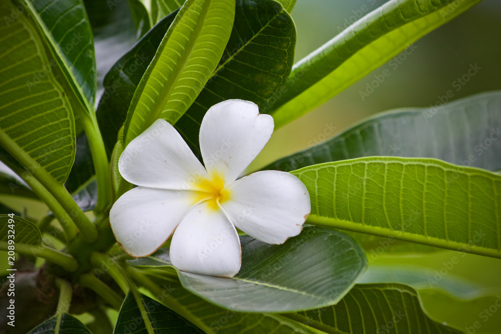 Fototapeta premium Plumeria flower nature 