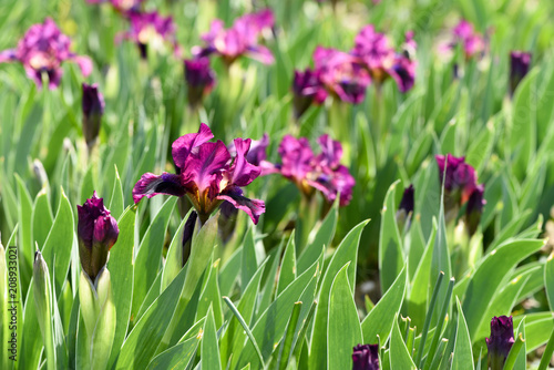 Fototapeta Naklejka Na Ścianę i Meble -  Spring flowering, beautiful violet flowers, iris