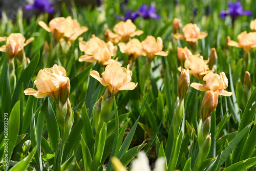 Fototapeta Naklejka Na Ścianę i Meble -  Spring flowering, beautiful pink flowers, iris garden