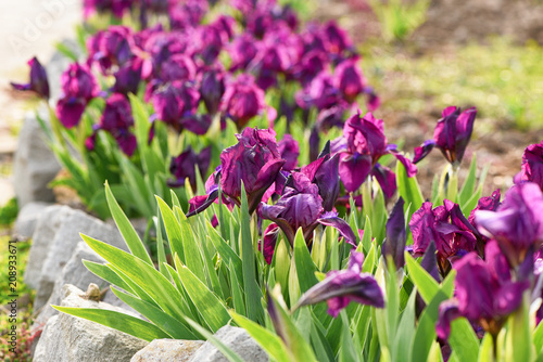 Fototapeta Naklejka Na Ścianę i Meble -  Spring flowering, beautiful violet flowers, iris