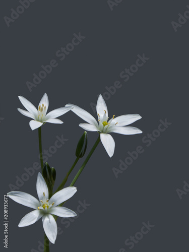 Garden Star-of-Bethlehem flowers on the dark grey background