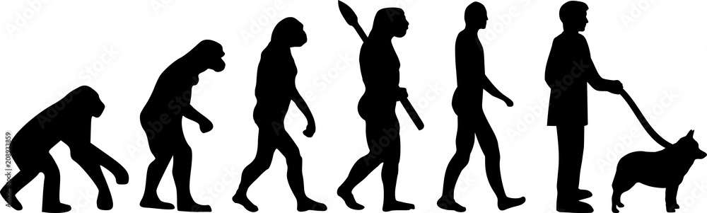 Schipperke evolution Schipperke evolution