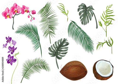 Collection tropical plants: coconuts, green leaves Monstera, Chamaedorea (bamboo palm); red, purple flowers orchid (Phalaenopsis, Dendrobium) isolated, digital draw, vector botanical illustration