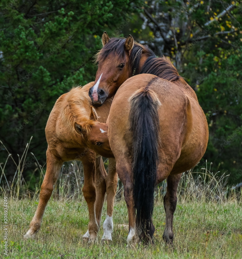 Obraz premium Russia. The South Of Western Siberia. Free pastures in the valleys of the Altai Mountains