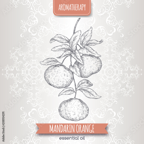 Citrus reticulata aka mandarin branch sketch on elegant lace background.