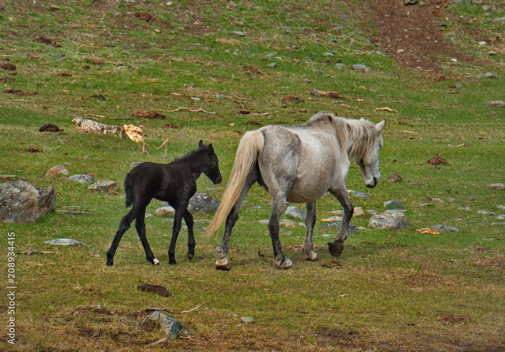 Russia. The South Of Western Siberia. Free pastures in the valleys of the Altai Mountains Russia. The South Of Western Siberia. Free pastures in the valleys of the Altai Mountains