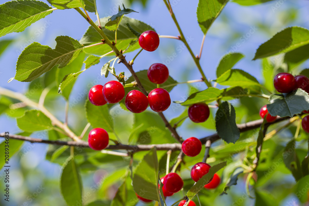 Sweet cherry red berries on a tree branch